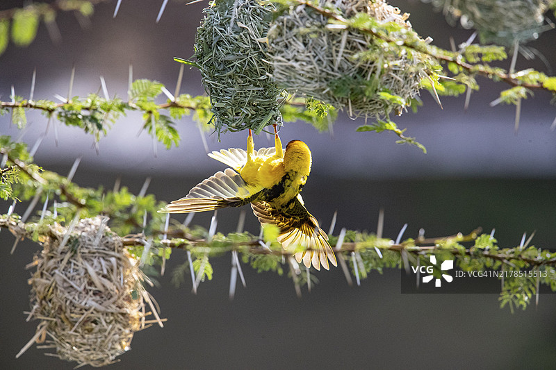 织布鸟（Ploceus cucullatus），肯尼亚马赛马拉图片素材