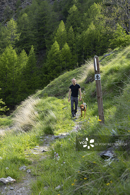 男人带着维兹拉犬在意大利皮埃蒙特巴多内基亚徒步旅行图片素材