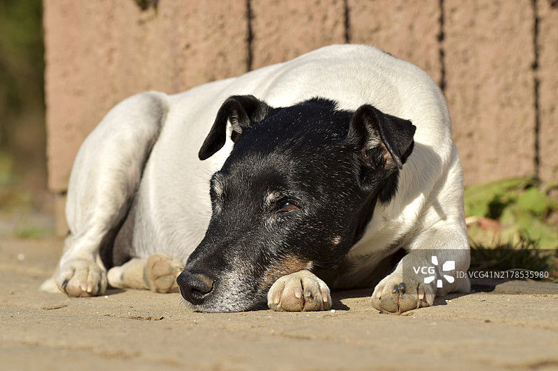 休息的老杰克罗素梗犬图片素材
