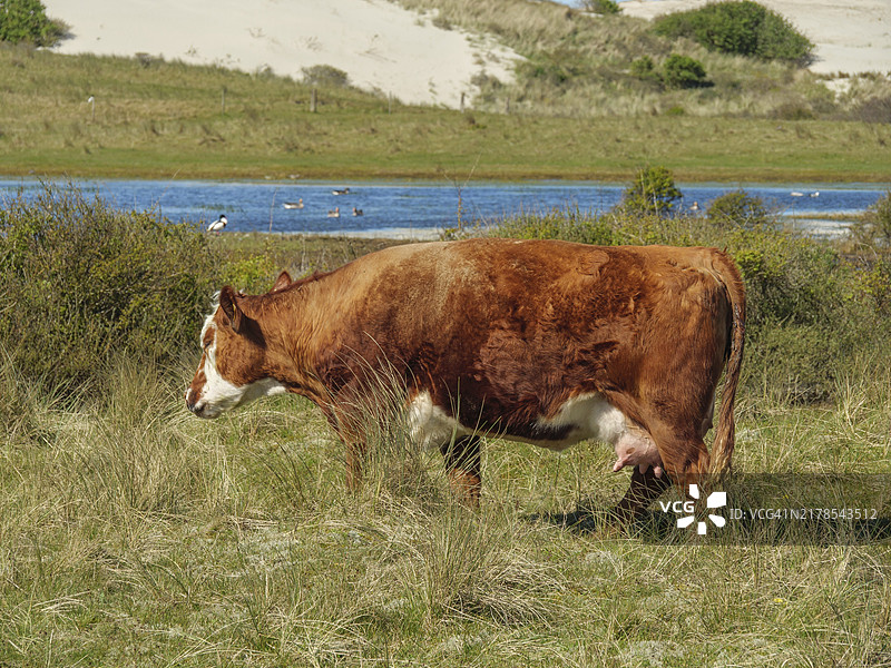 在荷兰阿梅兰小湖附近的草地上吃草的棕白色奶牛，背景是沙丘和植被图片素材
