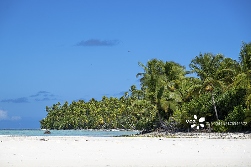 提提亚罗阿环礁的茂密椰子林，法属波利尼西亚图片素材
