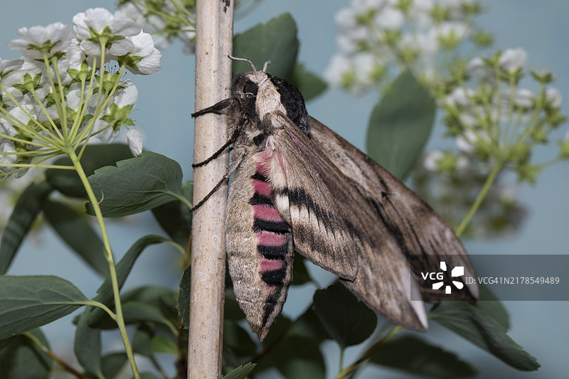 张开翅膀的女贞蛾蝴蝶，悬挂在木棍上图片素材