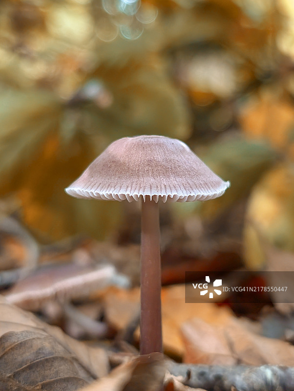秋季林地蘑菇微距特写图片素材