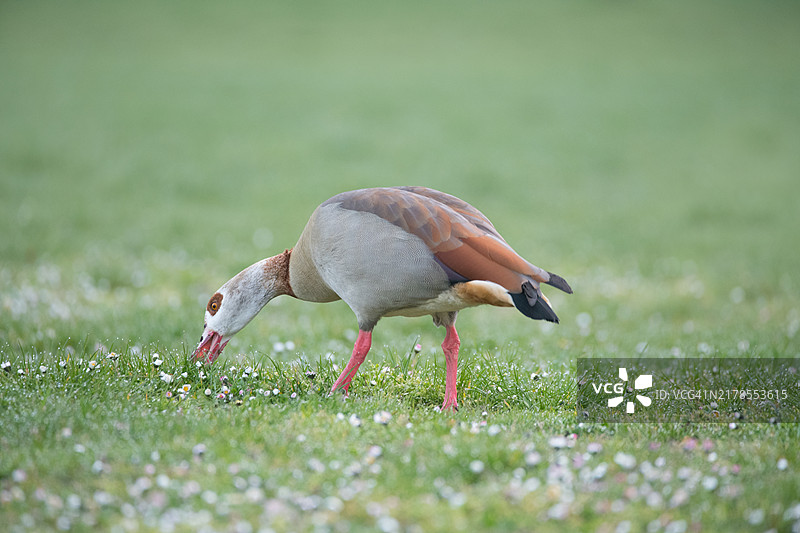 埃及雁（Alopochen aegyptiaca），站立在雏菊花草甸上，德国杜塞尔多夫图片素材