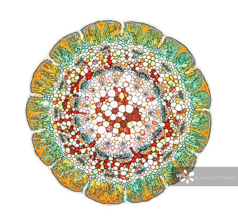 木麻黄叶子的切片，Wacker 3A着色图片素材