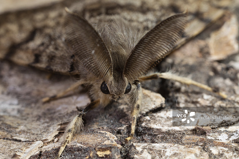 雄蛾头部特写：长着锯齿状触须图片素材