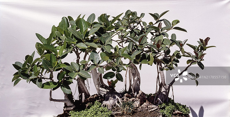 盆景：榕树盆景（印度，亚洲）图片素材