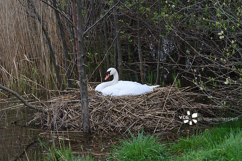 荷兰蒙福特湖中游泳的疣鼻天鹅特写镜头图片素材