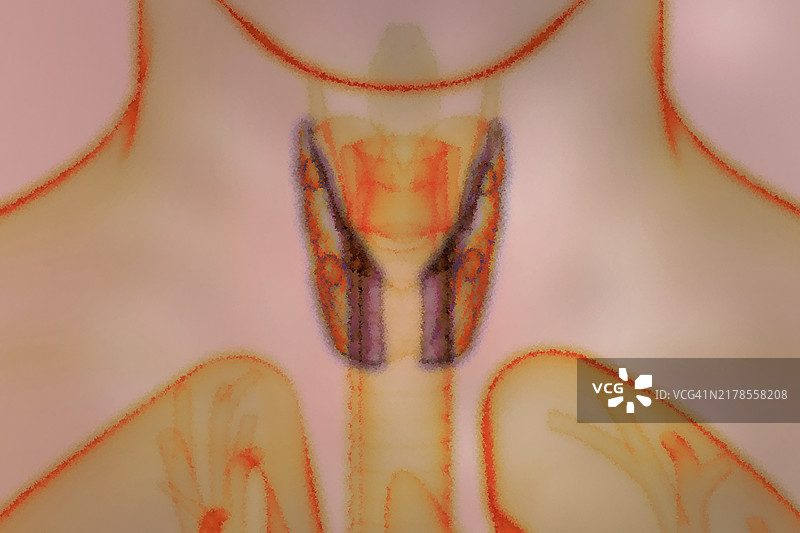 位于颈部的甲状腺负责代谢、激素和生长图片素材