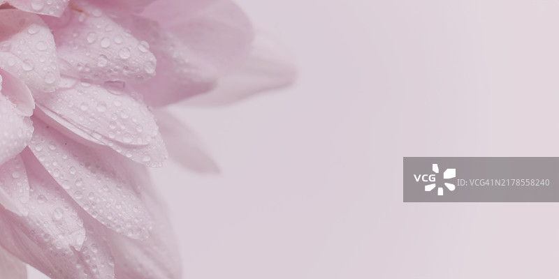 粉色花瓣，抽象浪漫背景，柔和的花卉卡片，花朵特写带水滴，美丽的抽象背景横幅，留有文本空白，选择性聚焦促销，邀请函，设计模板图片素材