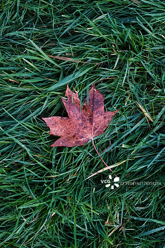 单片棕色枫树秋叶落在草地上图片素材