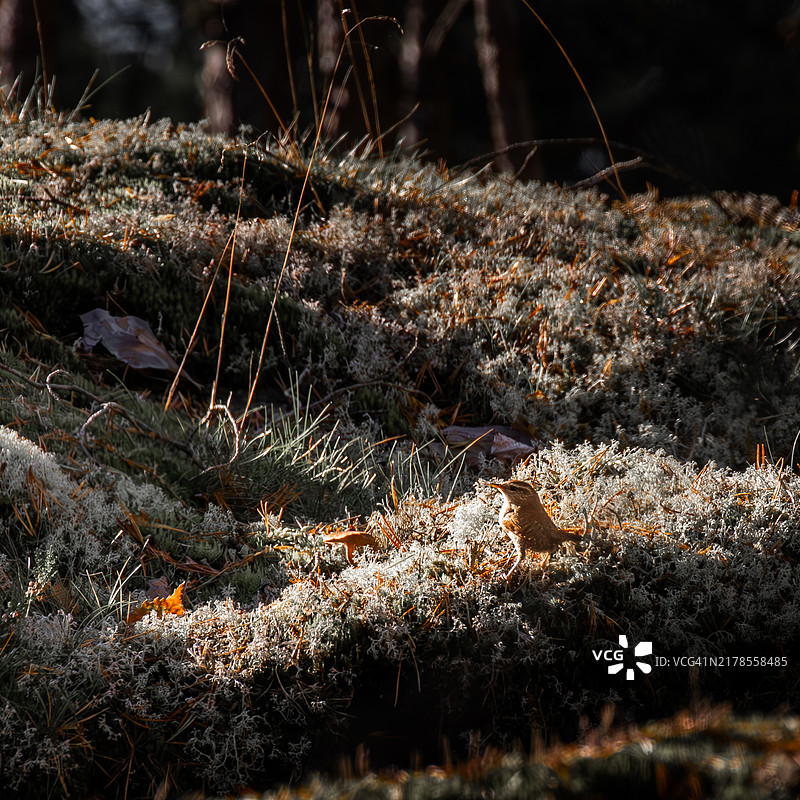 小欧亚鹪鹩在日出时分图片素材