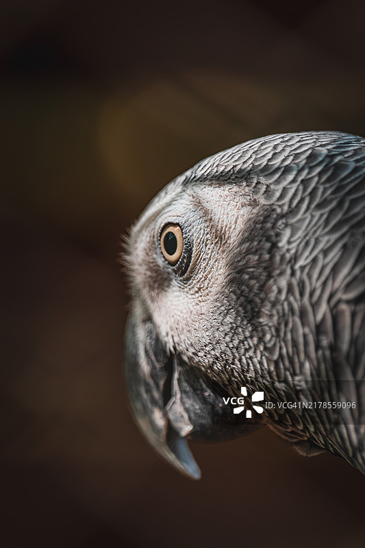 非洲灰鹦鹉的美丽动物肖像 伽蓝鹦鹉图片素材