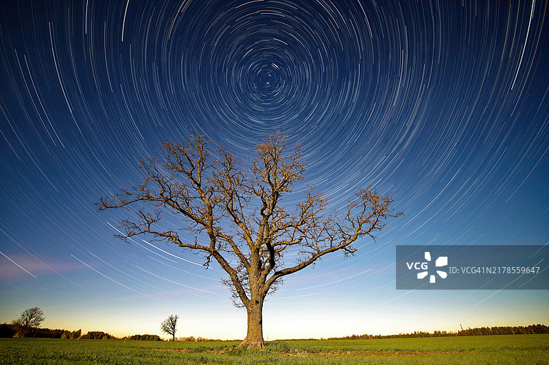 夜晚田野上映衬天空的树木图片素材