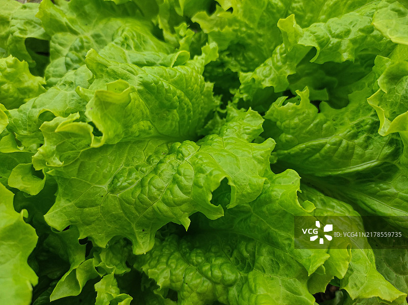 生菜特写图片素材