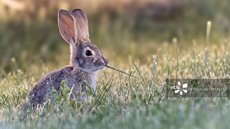 田野上兔子的特写，内华达州，雷诺，美国图片素材