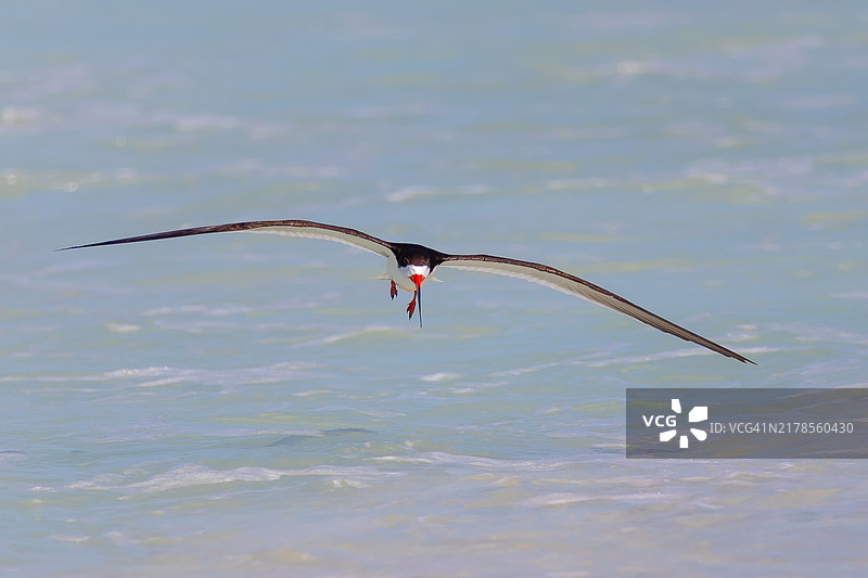黑翅浮鸥在海面上飞翔的特写，佛罗里达州萨拉索塔，美国图片素材