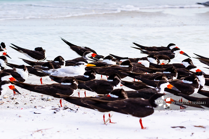 海滩上鸟类栖息的特写，佛罗里达州萨拉索塔，美国图片素材