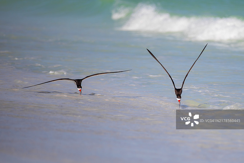 黑翅浮鸥在海面上飞翔的特写，佛罗里达州萨拉索塔，美国图片素材