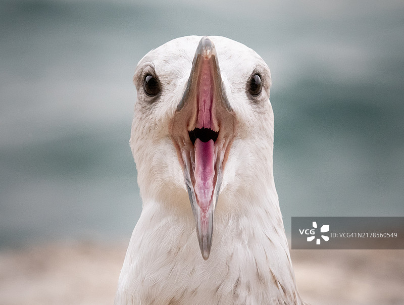 鹈鹕特写图片素材