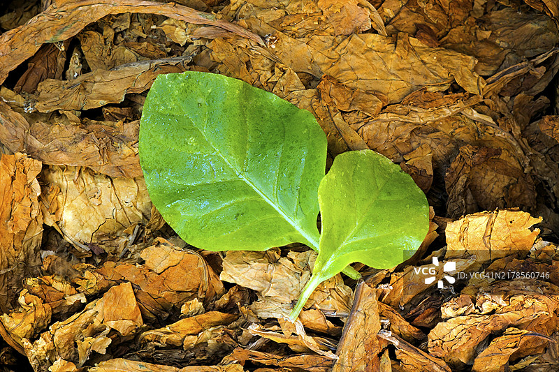 新鲜烟叶和萨姆松品种的干燥烟草图片素材