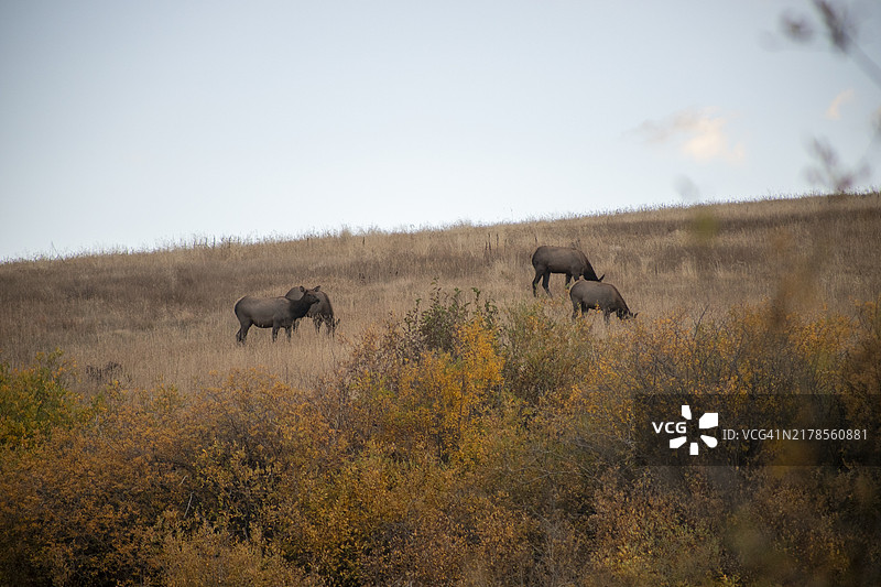 侧面视角的马匹在田野上站立，背景是天空，银索恩，科罗拉多州，美国图片素材