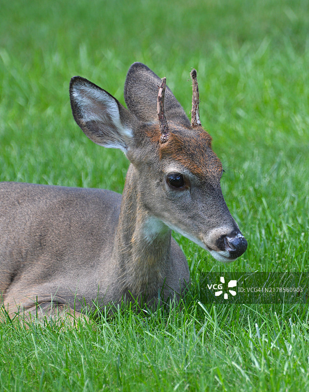 新泽西州马尔伯勒的田野上白色鱼卵的特写图片素材