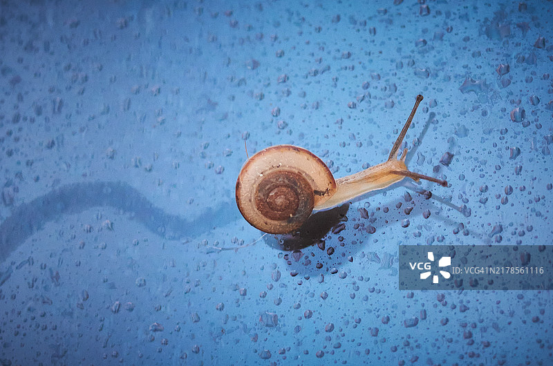 蜗牛特写，佛罗里达州布雷登顿，美国图片素材