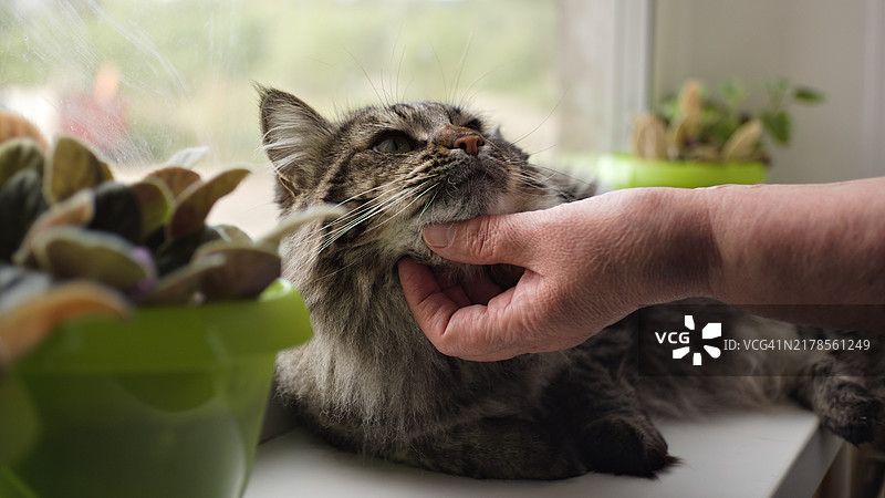 手握猫的特写，俄罗斯图片素材