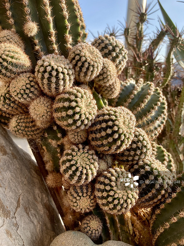 意大利皮埃蒙特的仙人掌特写图片素材