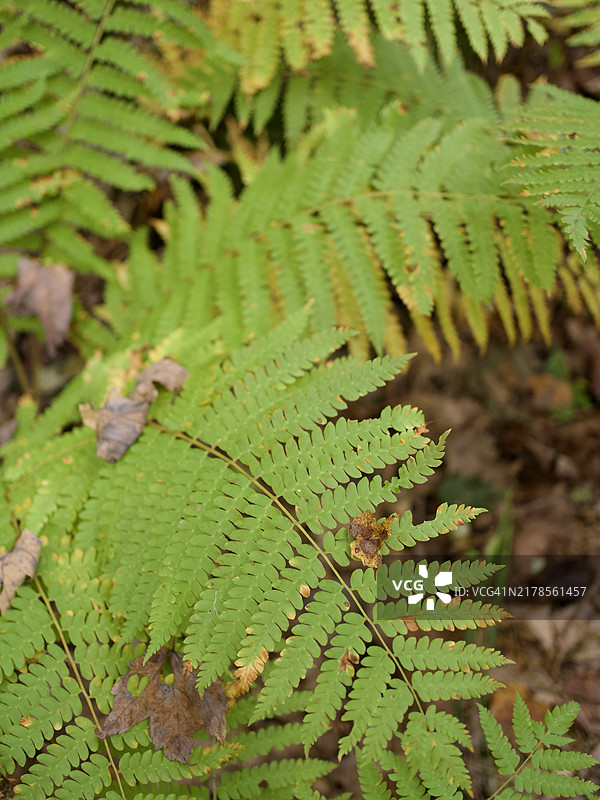 秋季的肉桂蕨（Osmundastrum cinnamomeum），马萨诸塞州，沙伦，美国图片素材