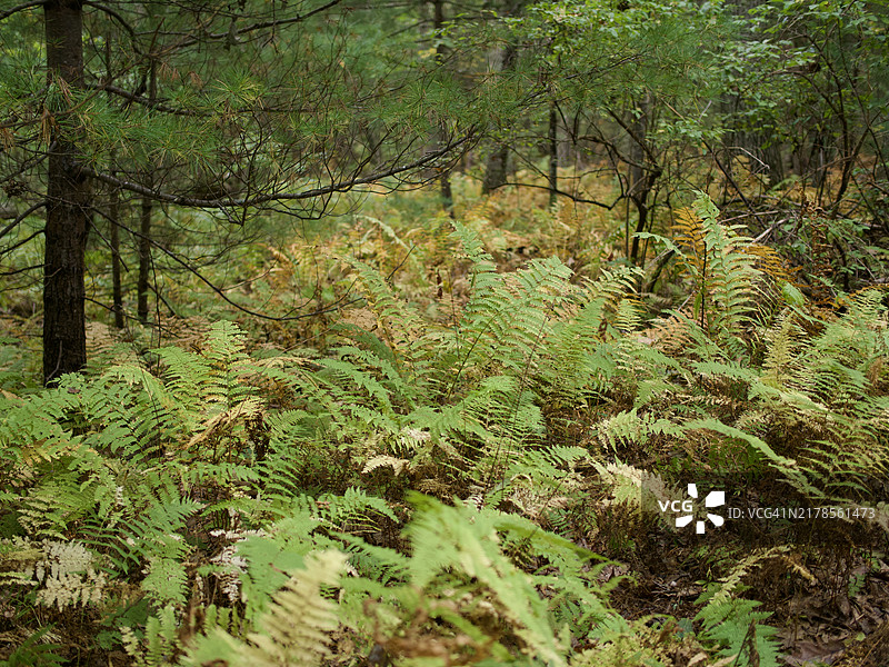 秋季的肉桂蕨（Osmundastrum cinnamomeum），马萨诸塞州，沙伦，美国图片素材