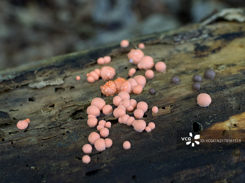 狼奶黏菌 Lycogala epidendrum，马萨诸塞州，沙伦，美国图片素材