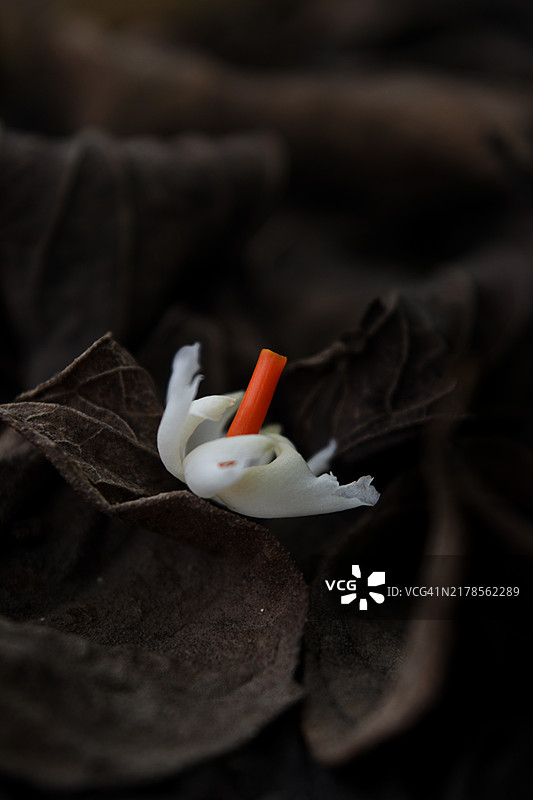 白玫瑰特写图片素材