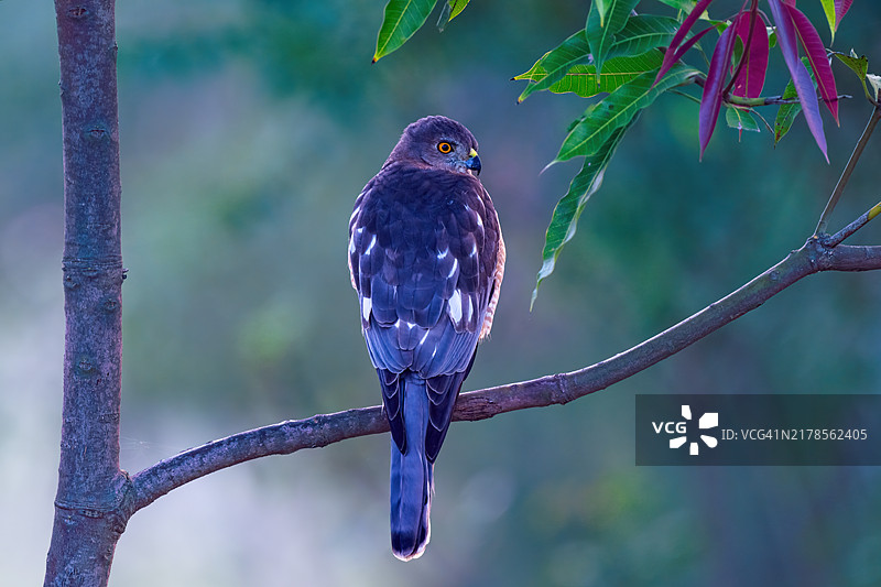 猛禽的特写，栖息在树枝上图片素材
