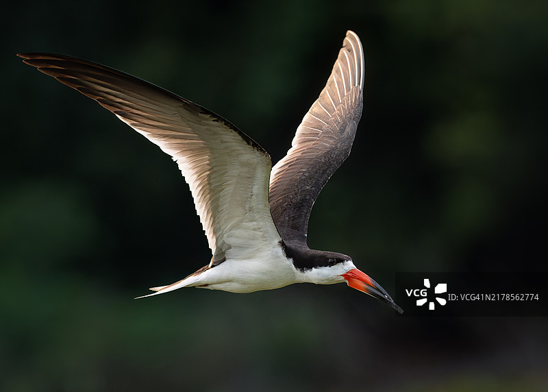 黑翅浮鸥特写，巴西潘塔纳尔马托格罗索地区图片素材