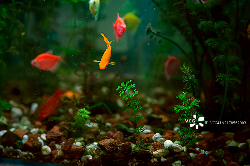 金鱼在水中游动的特写镜头图片素材