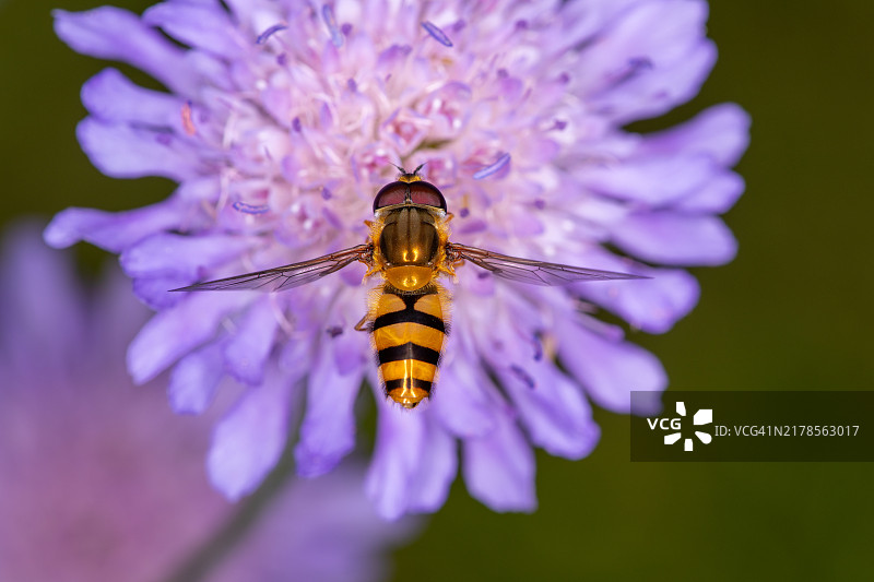 紫色花朵上的蜜蜂特写图片素材