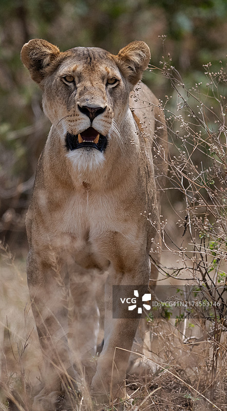 狮子幼崽的肖像，塞伦盖蒂，坦桑尼亚图片素材