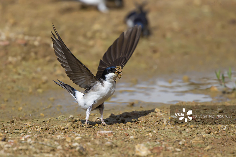 家燕（Delichen urbica），携带筑巢材料向上飞，德国图片素材