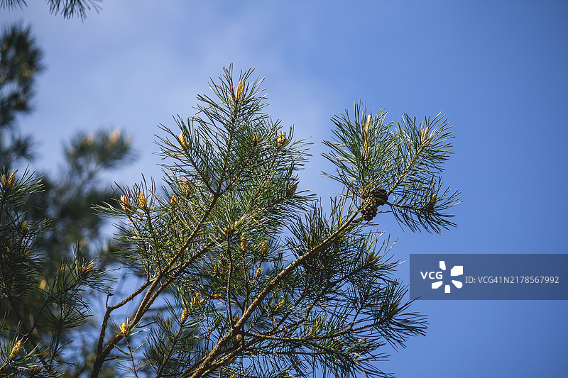 仰望天空的针叶树图片素材