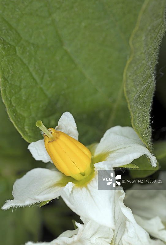 马铃薯花图片素材