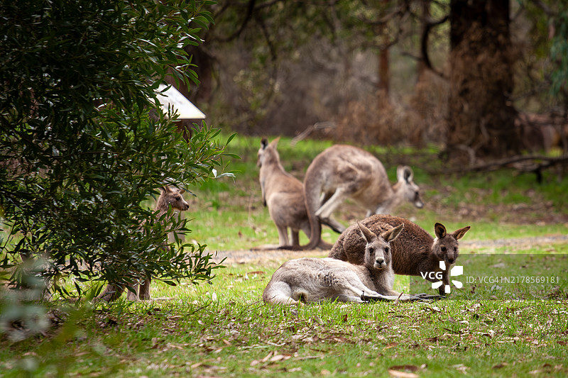 澳大利亚田野上的袋鼠肖像图片素材