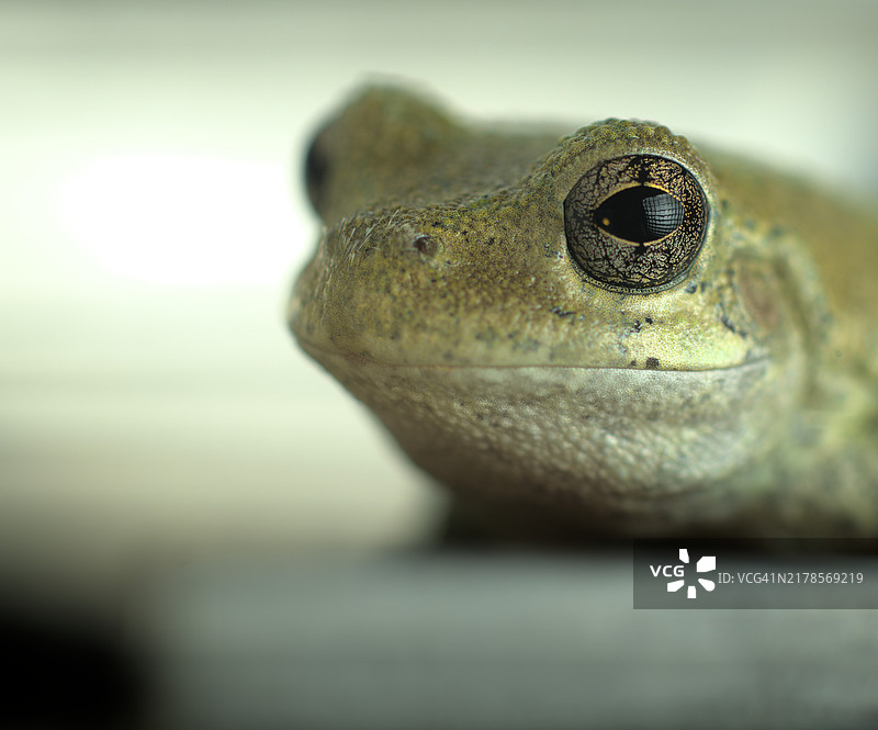 德克萨斯州科西卡纳的树蛙特写图片素材