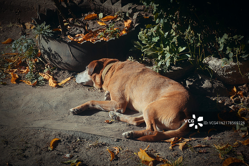 狗，像一朵薄荷云，缓缓穿过晨曦中的森林，毛发在阳光的照耀下闪闪发光。她不仅仅是一只狗，她是纯洁和无辜的象征，是冬日清晨的活生生的化身。图片素材
