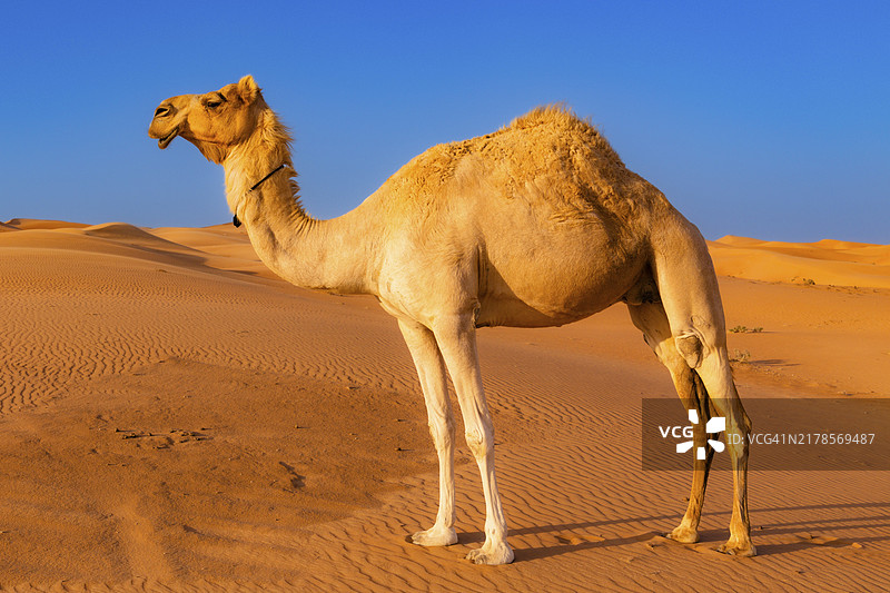 阿曼瓦希巴沙或 Sharqiya 沙漠中的单峰骆驼图片素材