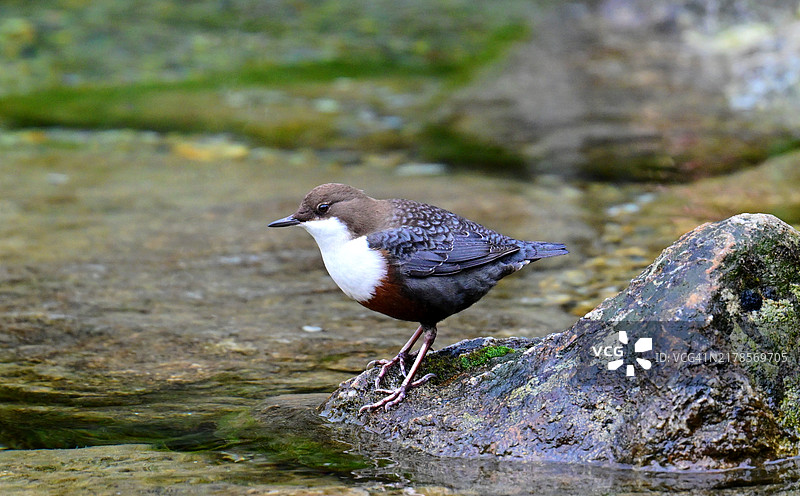 鸟儿栖息在岩石上的特写镜头图片素材