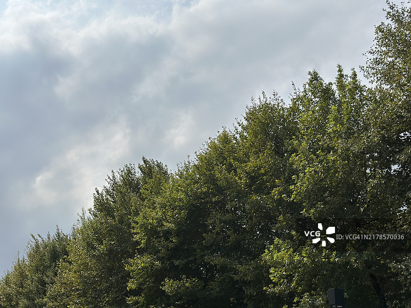 低角度视图的树木与天空，卡斯塔莫努市，卡斯塔莫努，土耳其图片素材