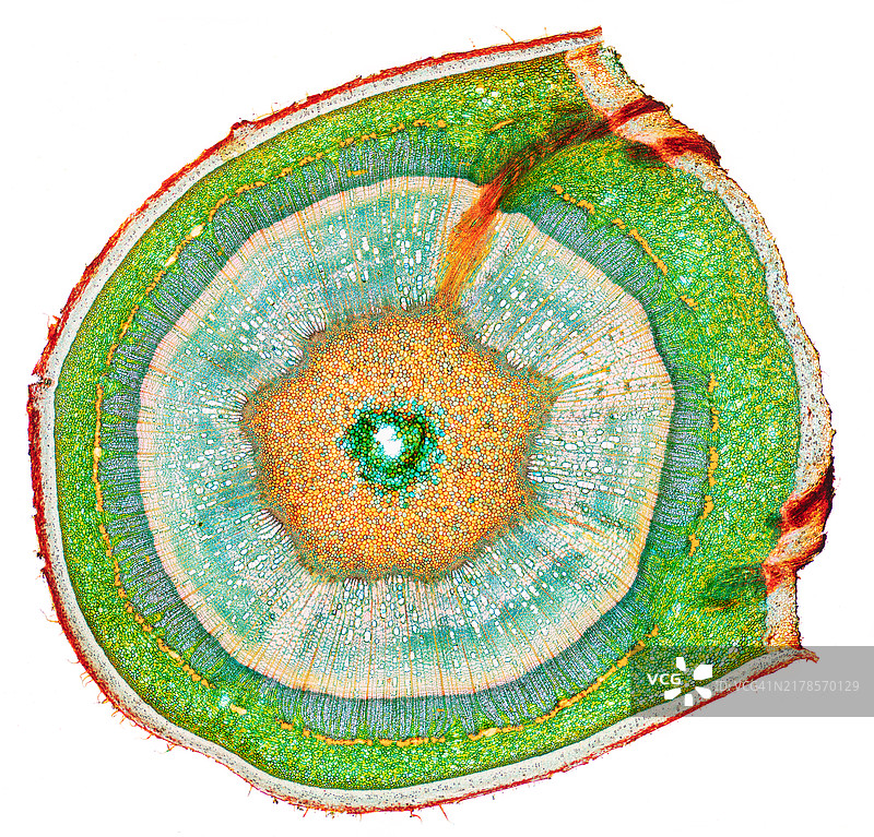 黑胡桃木（Juglans nigra），芽横切面，Wacker 3A着色图片素材
