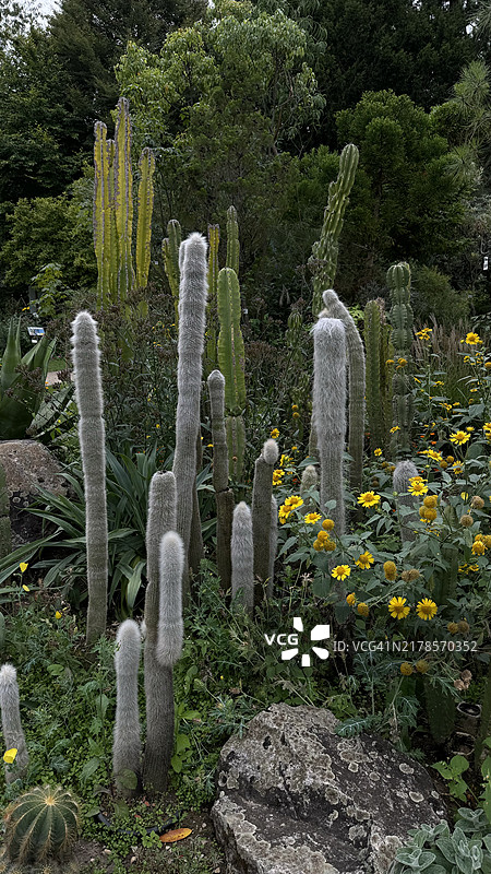 德国巴伐利亚州埃尔朗根的开花植物美景图片素材
